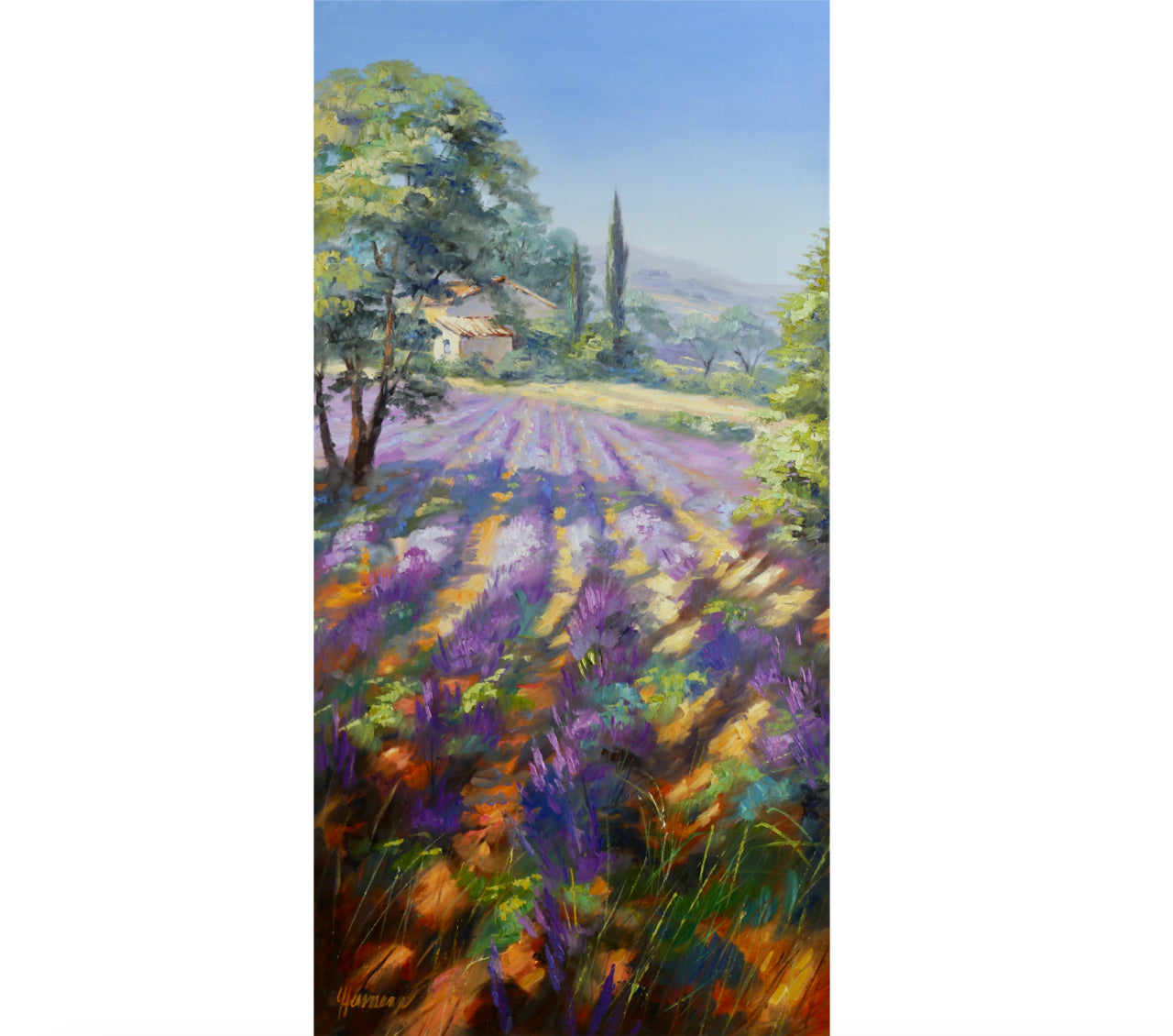 Ute Herrmann - Rows of lavender in the morning light